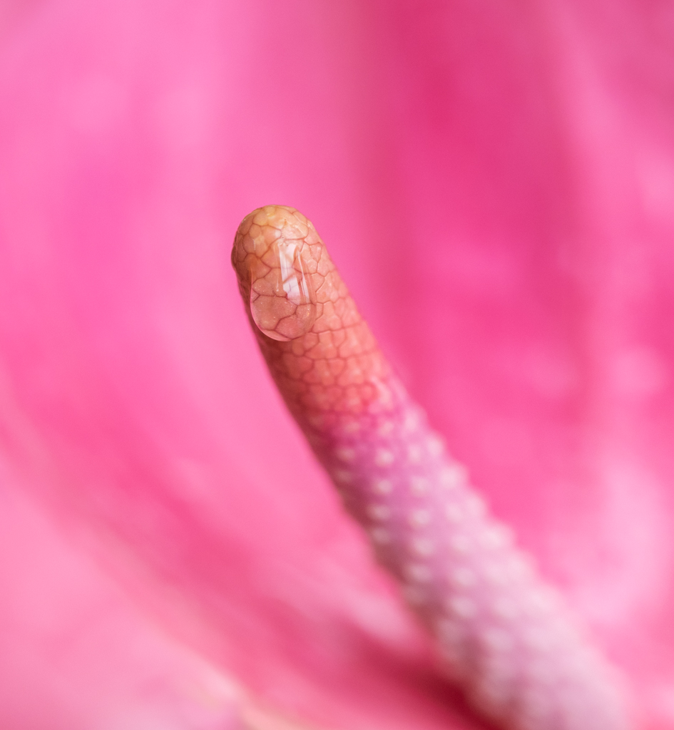 Vinner månedens bilde i februar. Foto: Veronika Sund. Tittel: Pink love