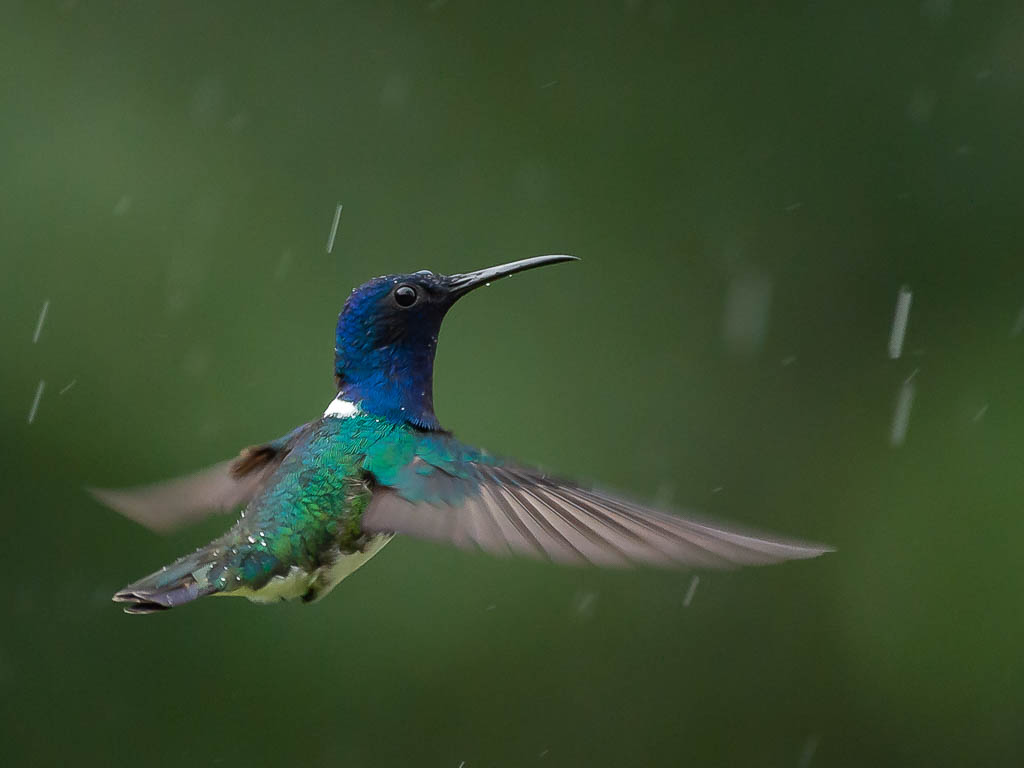 inner månedens bilde i mars. Foto: Vebjørn Kleiving. Tittel: Kolibri i regn