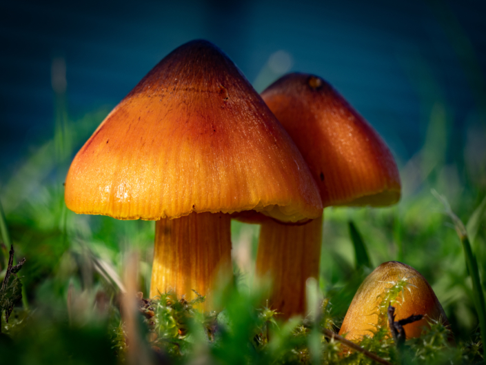 Vinner månedens bilde i september. Foto: Ole Kristian Lundberg. Tittel: To ble til tre