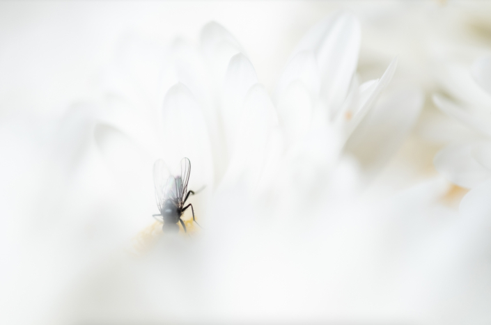 Spooky fly, Lise Marie Mathisen, 2. plass