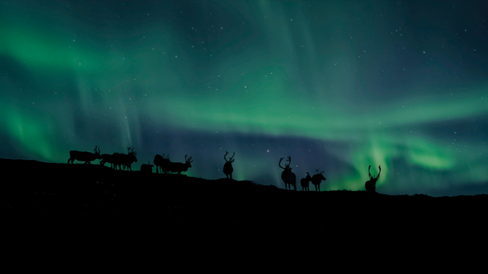 Vinner månedens bilde i oktober. Foto: Willie Jarl Nilsen. Tittel: Reinsdyr og Aurora
