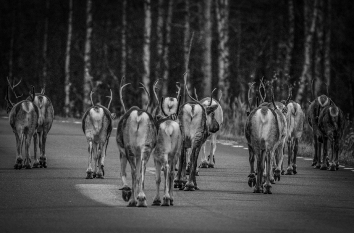 Vinner månedens bilde i januar Foto: Kenneth Björken Tema: Fritt motiv Tittel: The End