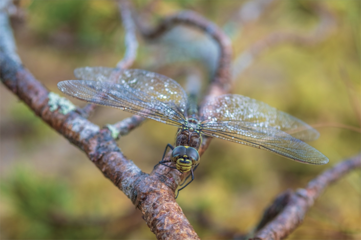 Vinner månedens bilde i september Foto: Christine Larssen Tema: Macro Tittel: Slengkyss fra en øyenstikker