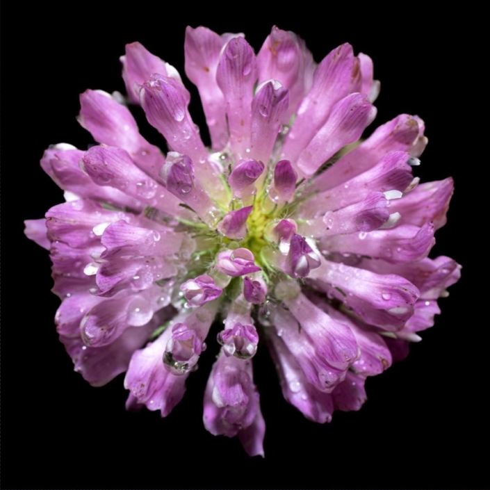 Vinner månedens bilde i september Foto: Siri Døsen Tema: Makro Tittel: Trifolium