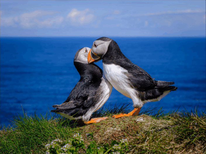 Vinner månedens bilde i januar Foto: Reidar Trekkvoll Tema: Fritt motiv Tittel: Kjærlighet
