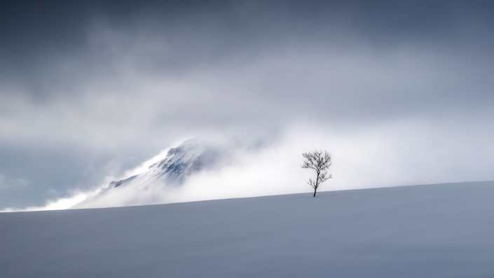 Årets fotograf, runde 4 2025 - Fjellbjørka, Torbjørn Sundheim, 2. plass